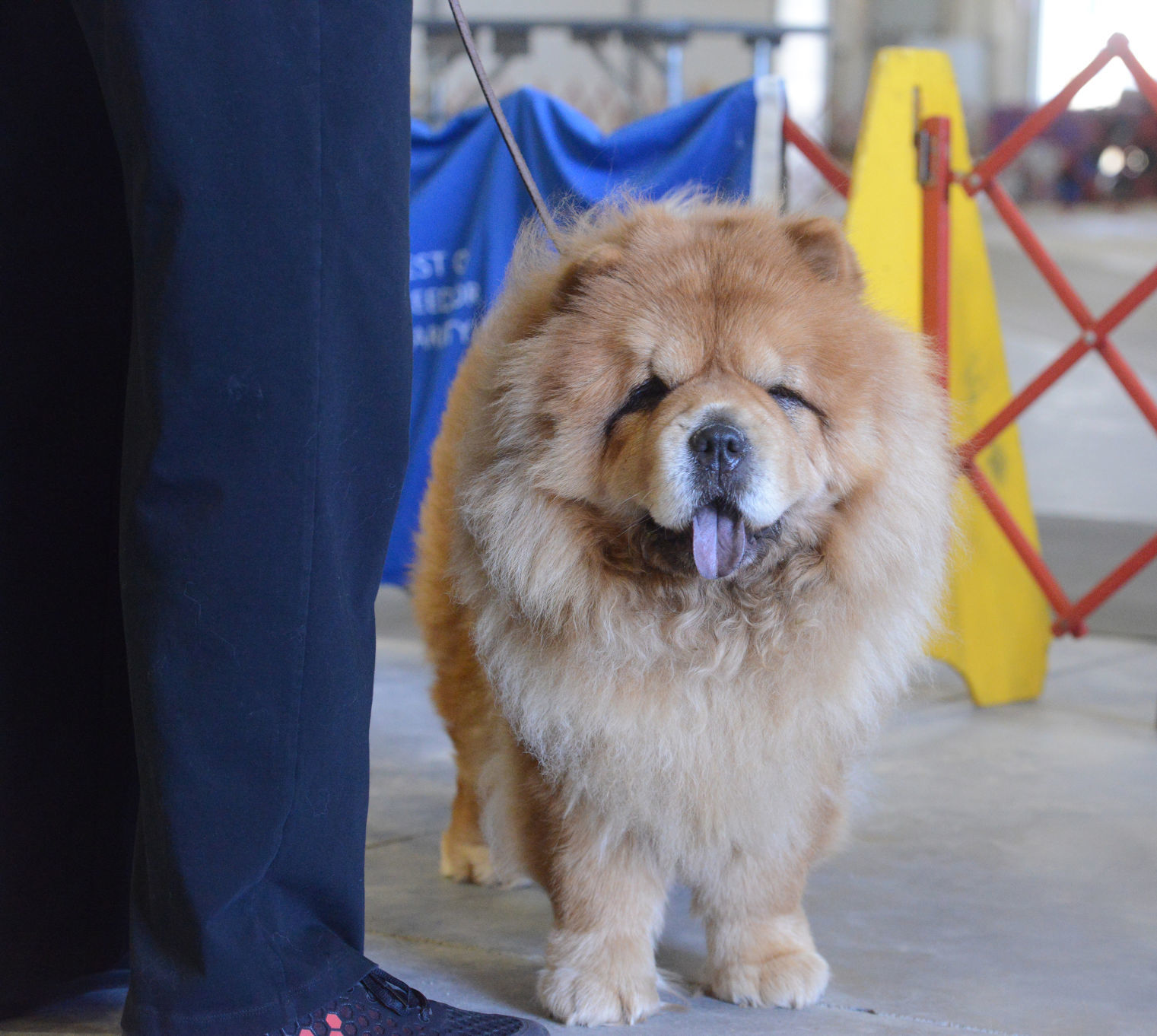 Danville Kennel Club Breeder Show